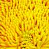 Esponja tipo Luva em Microfibra Amarela 250 x 180mm - Imagem 4